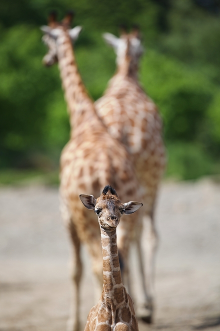 Rothschild giraffe