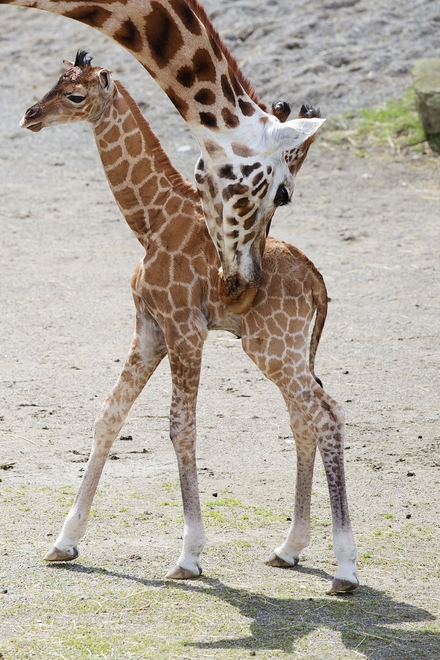 Rothschild giraffe