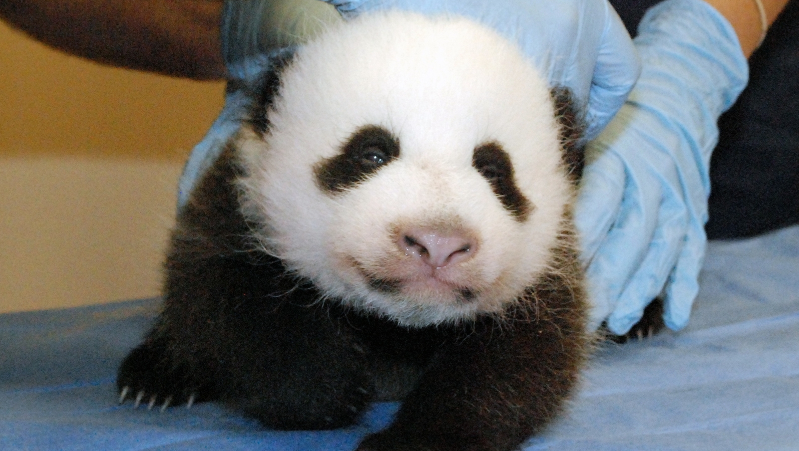 conservation-centre-seeking-panda-nanny