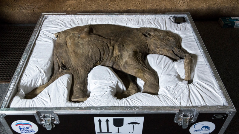 Baby mammoth on display in London museum