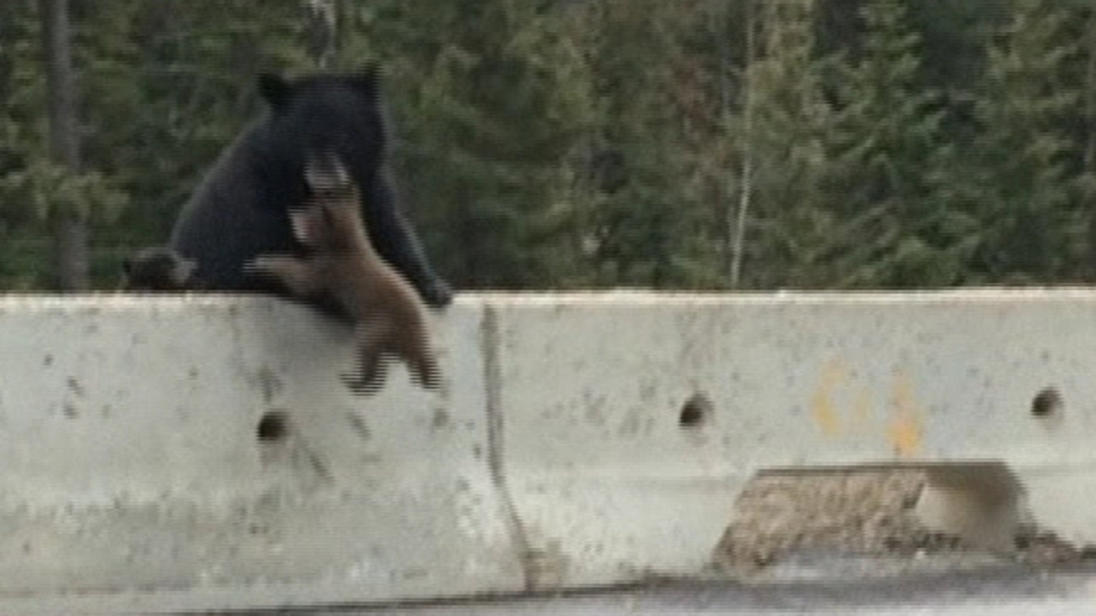 Mother bear pulls cub to safety from busy road