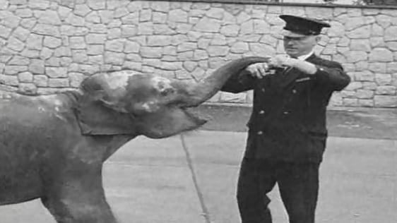 Baby Elephant Arrives in Dublin