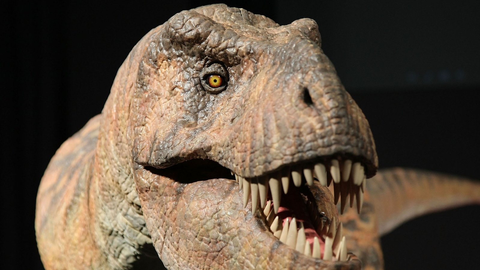 T-rex dinosaur could not have run at high speed, says study