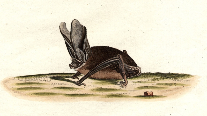 Seven species of bats were studied as part of the research