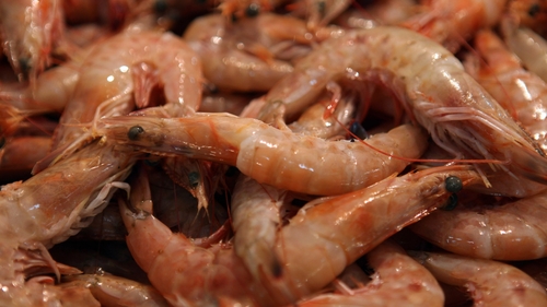 The fisherman worked on a prawn boat