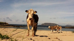 Life's a beach for these cows