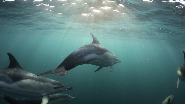 Ireland's Ocean: we've got the friendliest dolphins in the world