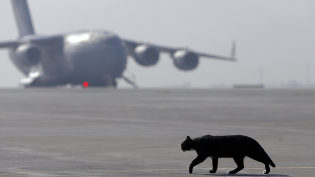 Cat the airport