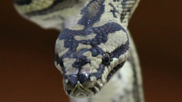Python on holidays