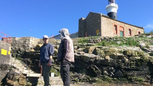 Donnacha Woods and Brian Burke are studying a colony of Roseate terns