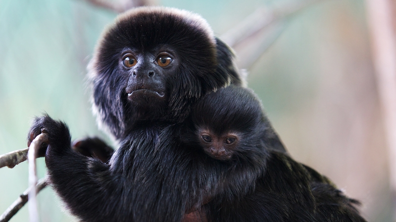 Goeldi's monkey baby joy at Dublin Zoo