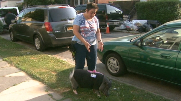 New York woman with pet pig