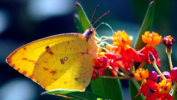 Butterfly at flowers