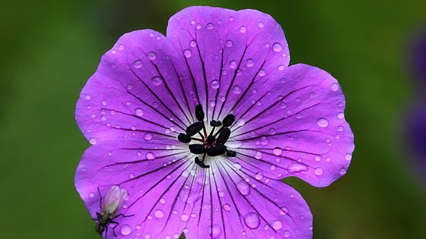 Purple Morning Glory flowers