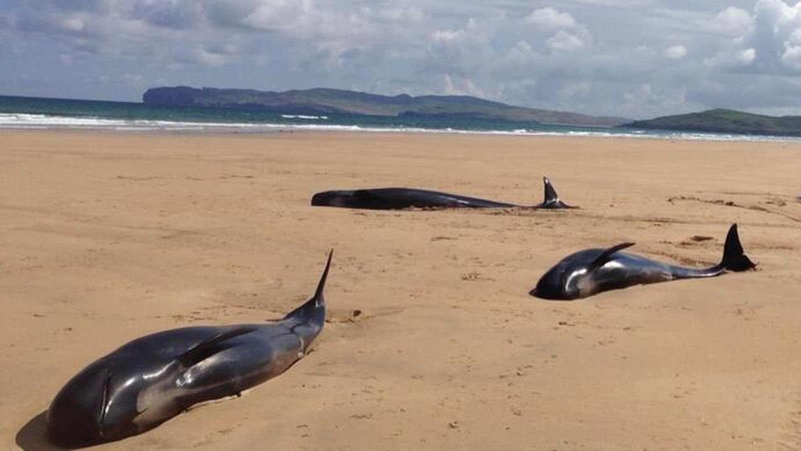 Refloated whales wash ashore again in Donegal