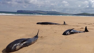 A total of 13 whales became stranded on the beach on Monday