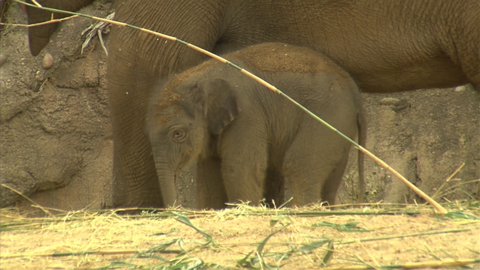 Dublin Zoo latest arrival