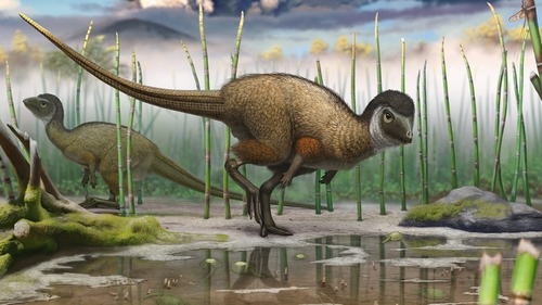 A colour illustration of the dinosaur – (Pic: Pascal Godfroit)