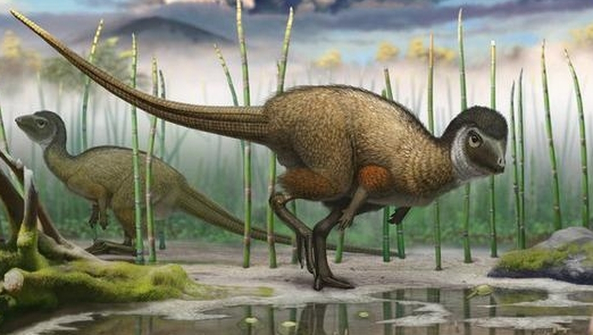 New dinosaur discovery Morning Ireland RTÉ Radio 1