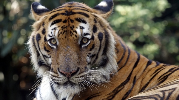 To mark International Tiger Day WFF is calling on countries to compile data on tiger population