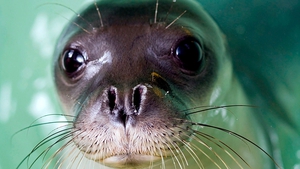 The Mediterranean monk seal is one of the rarest sea animals in the world
