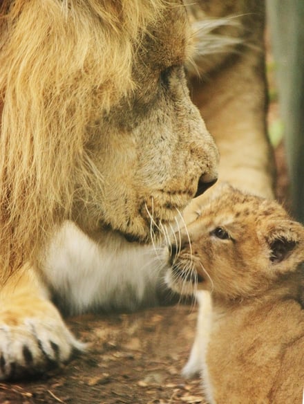 Asian lion cub