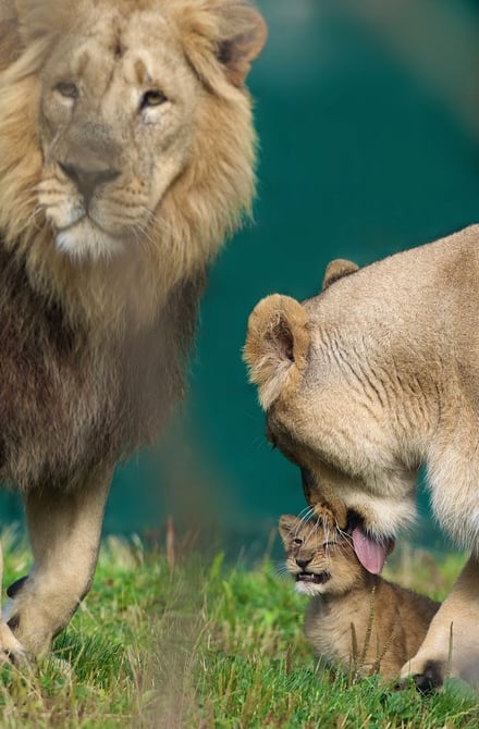 Asian lion cub