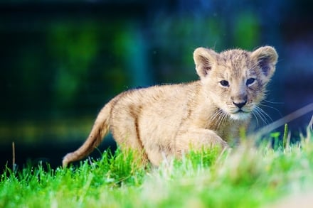 Asian lion cub