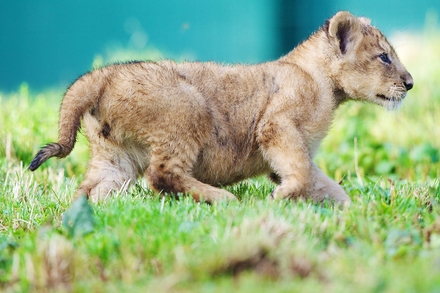 Asian lion cub