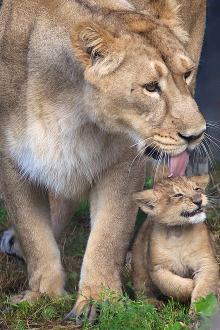 Asian lion cub