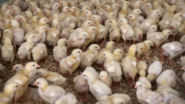 The department confirmed that chickens on seven broiler farms have tested positive for Salmonella Enteritidis