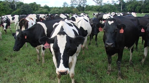 Nearly 95% of methane from cattle is emitted through burping, with the remainder through flatulence and slurry storage