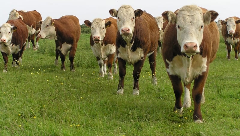 Bulling heifers on the farm with Hannah Quinn Mulligan