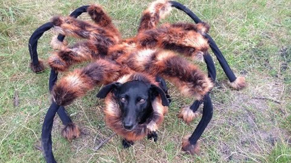 Spider Dog