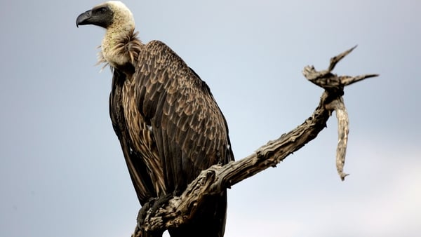Vultures follow other birds that have better eyesight and sharper teeth to carcasses