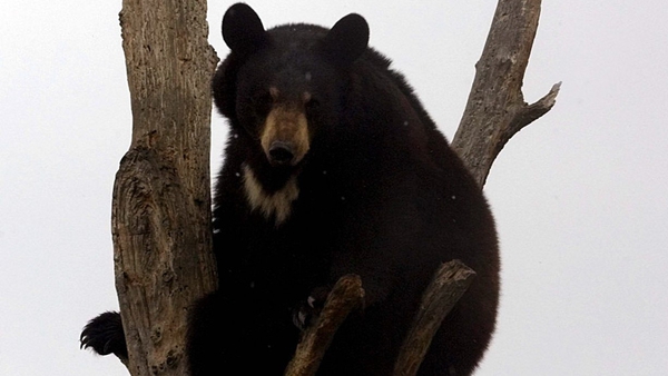 Experts say attacks by black bears on humans are unusual