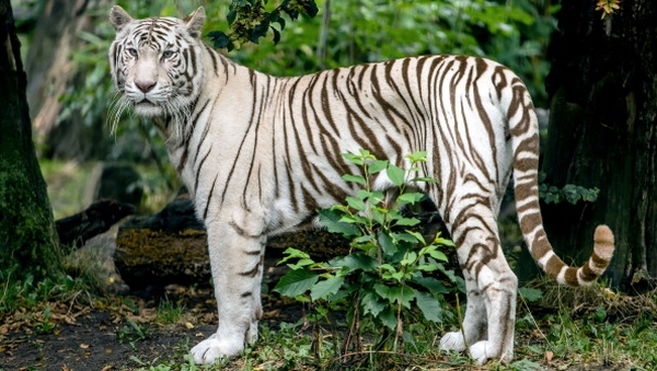 The boy is believed to have jumped over a barricade into an enclosure