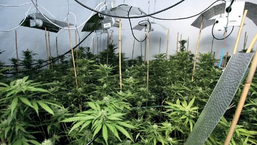 The initiative comes after a 44% increase in cannabis growing factories in Northern Ireland