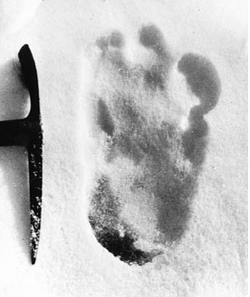 Proported Yeti Footprint
