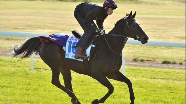 Mutual Regard is one of two Johnny Murtagh-trained horses competing in the Melbourne Cup