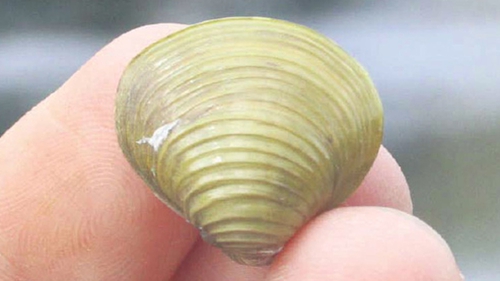 Coarse fishing is being threatened by the infestation of Asian Clams (Pic: Inland Fisheries Ireland)