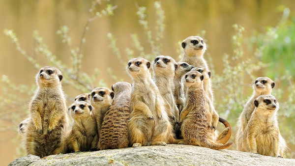 How meerkats show their young to safely handle scorpions for eating is one well-known illustration of teaching in animals