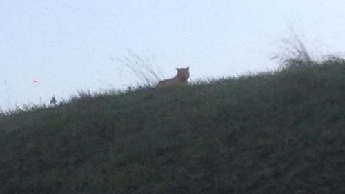 An image of what is believed to be the tiger was posted on the Ville de Montevrain Facebook page