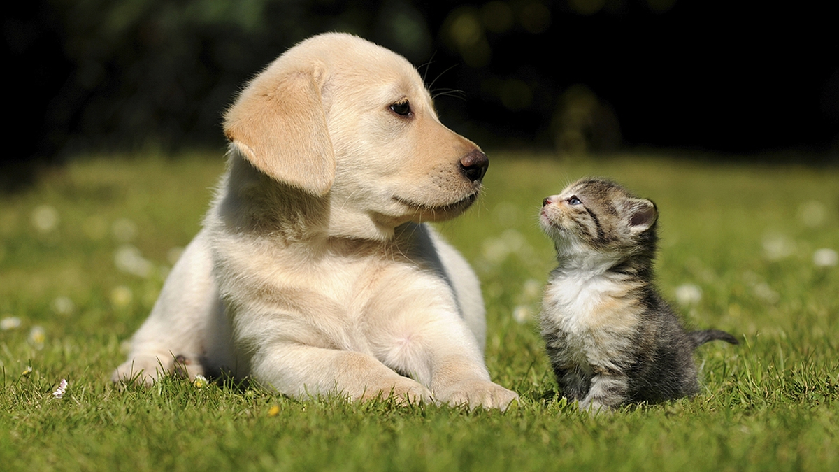 Running Feet, Sharp Noses Arena RTÉ Radio 1