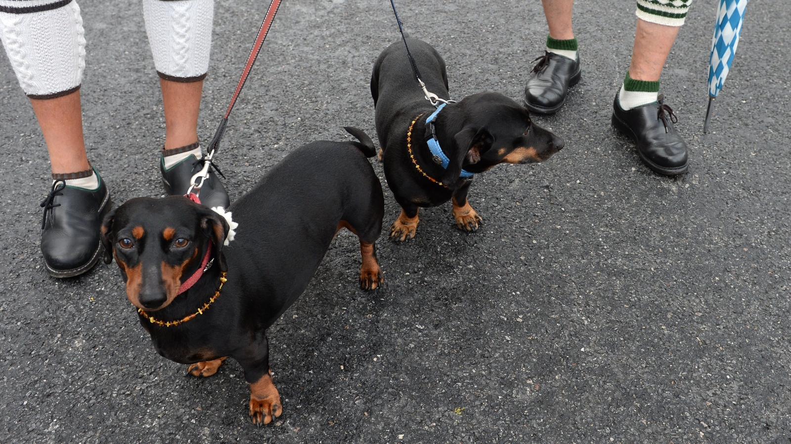 Do They Eat Dogs In Switzerland