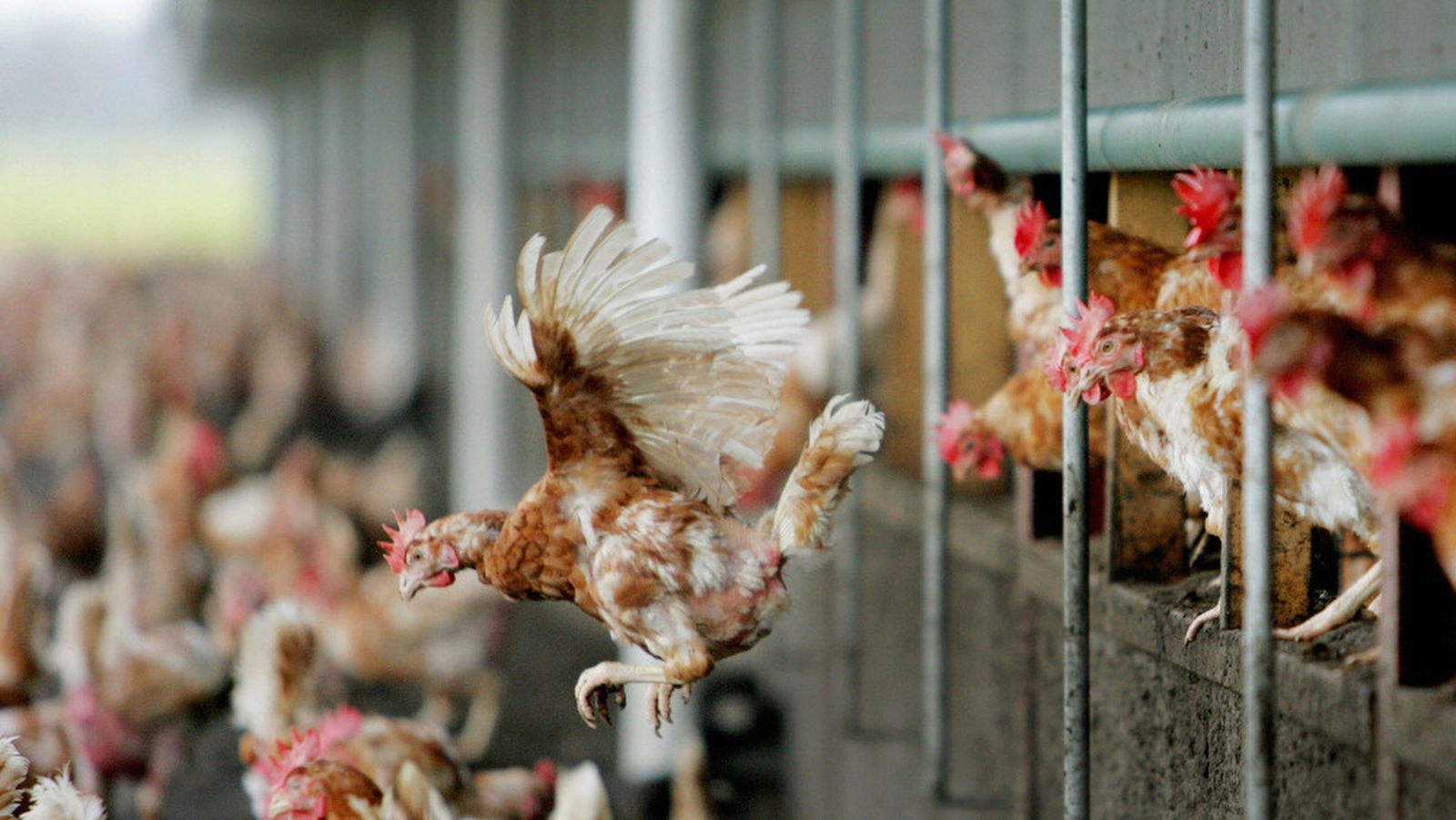 Bird Flu Found At Fourth Dutch Poultry Farm