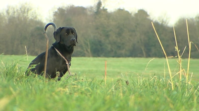 What does it take to train a cadaver dog? What does it take to train a cadaver dog?