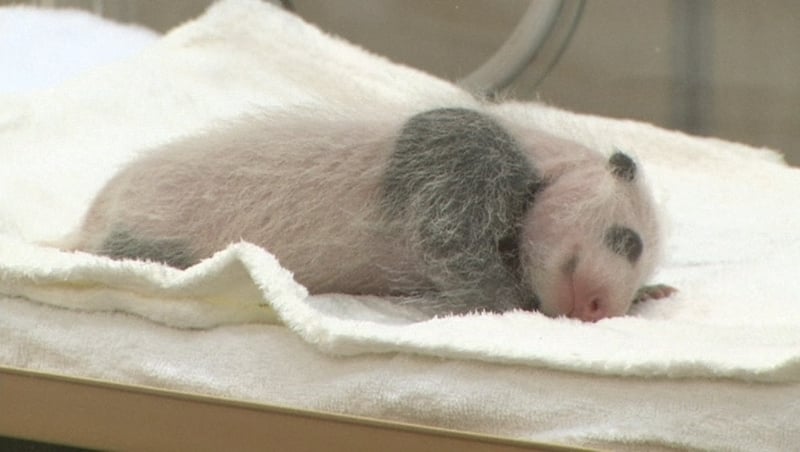 Double Trouble - Twin panda cubs on display