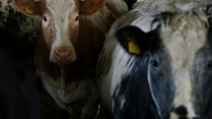 Last year a €100m scheme called BEAM provided some support for beef farmers