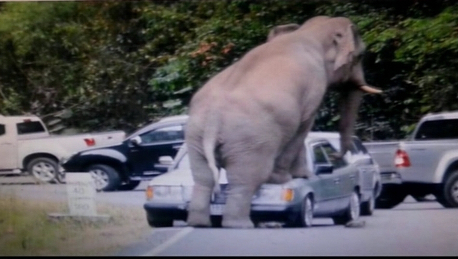 Слон сел на машину